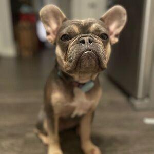 Meet your Posher, Allie